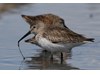 Photo of Calidris alpina
